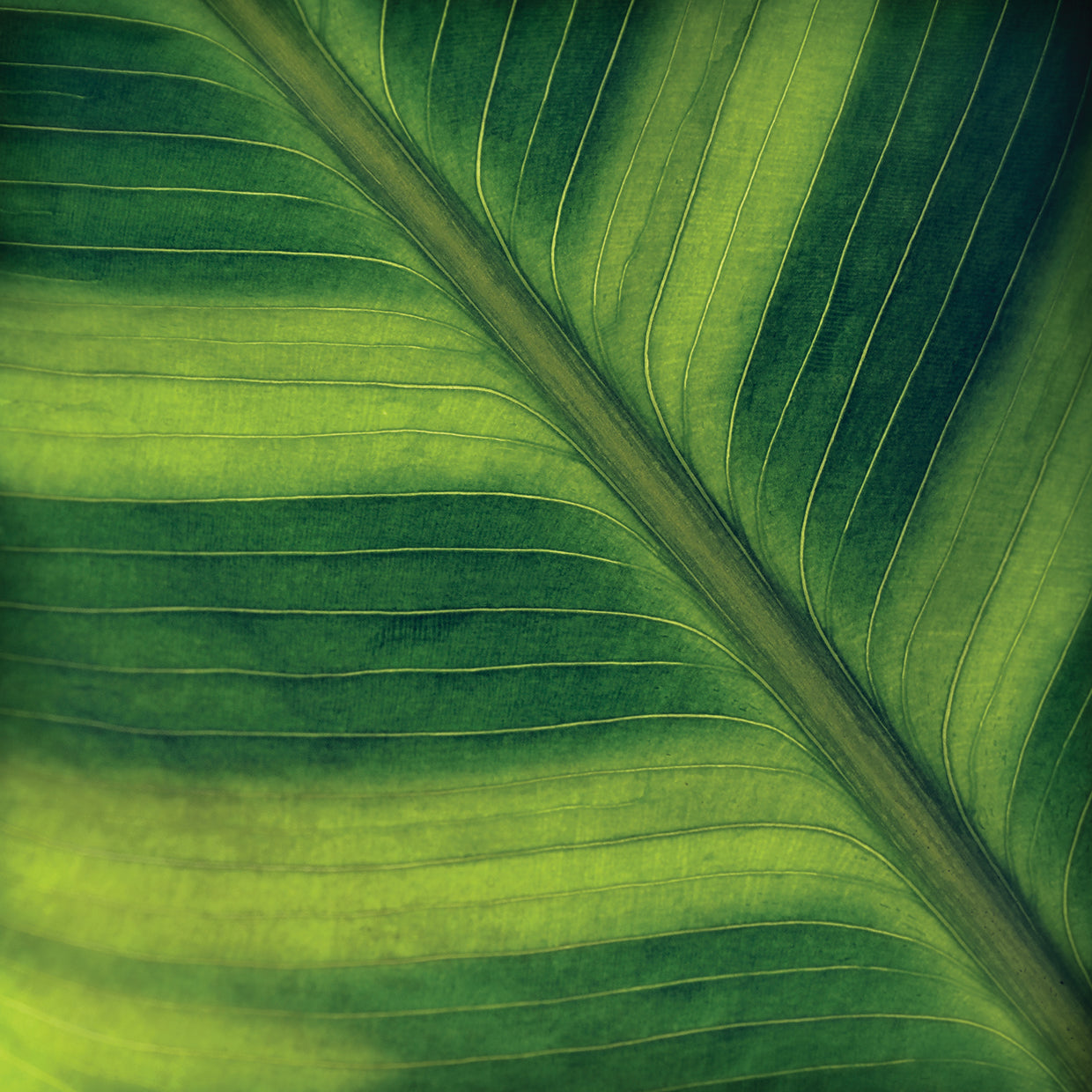 Green Leaf Close up 2