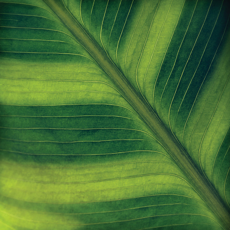 Green Leaf Close up 2