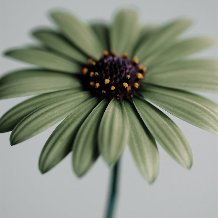 Green Osteospurmum