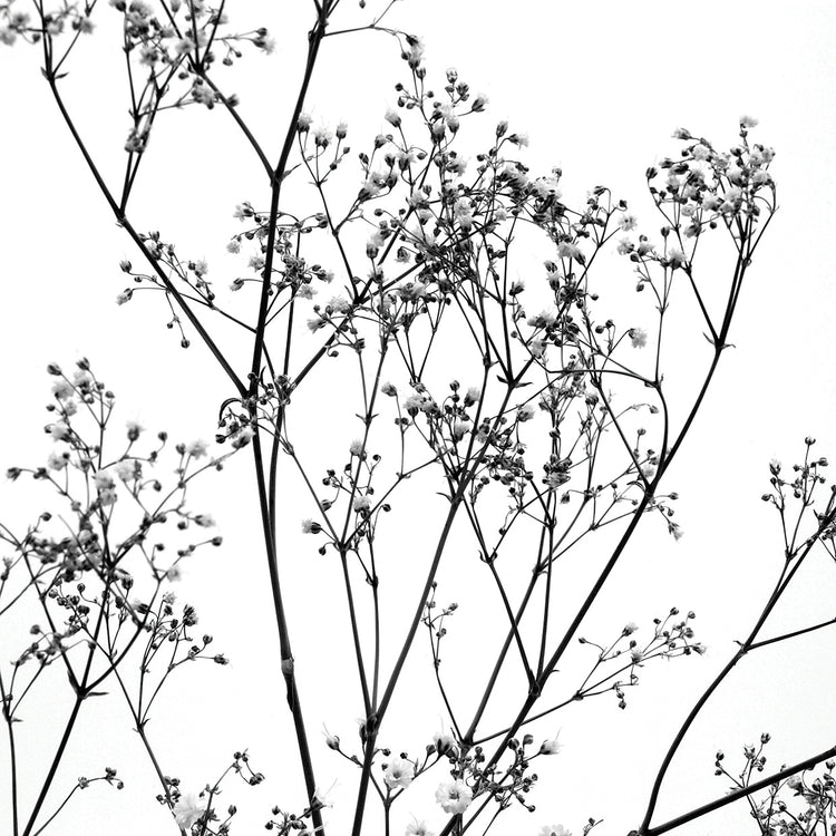 Gypsophilia on White