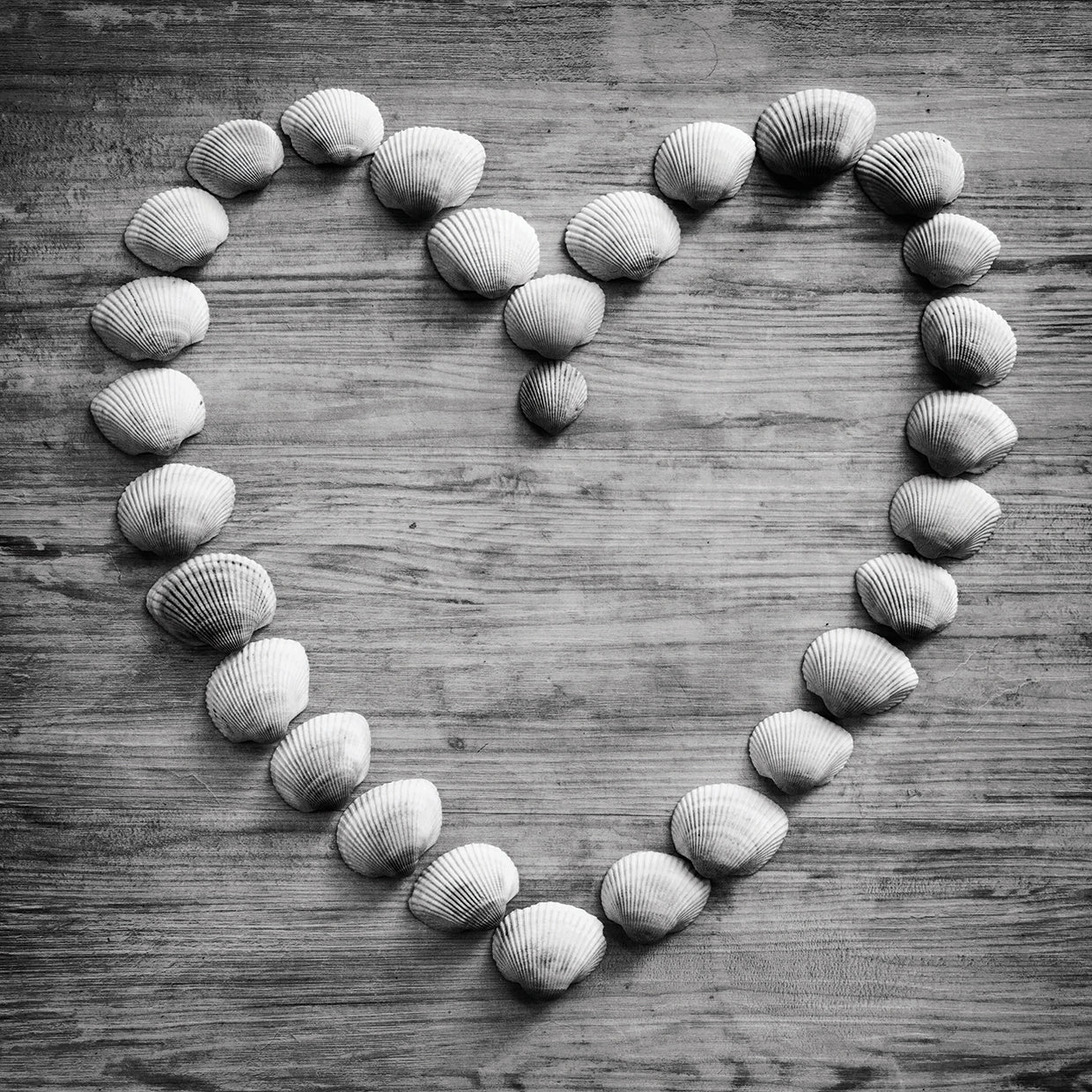 Heart of Shells in B&W