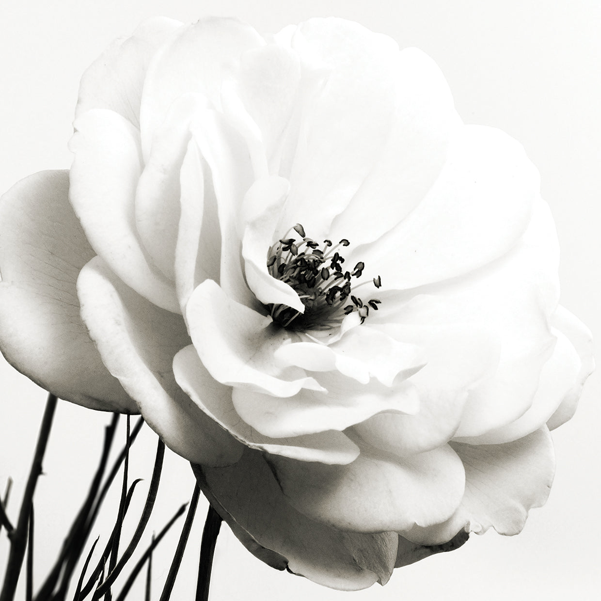 Iceberg Rose B&W