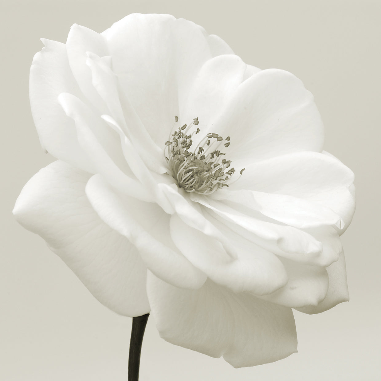 Iceberg Rose Neutral