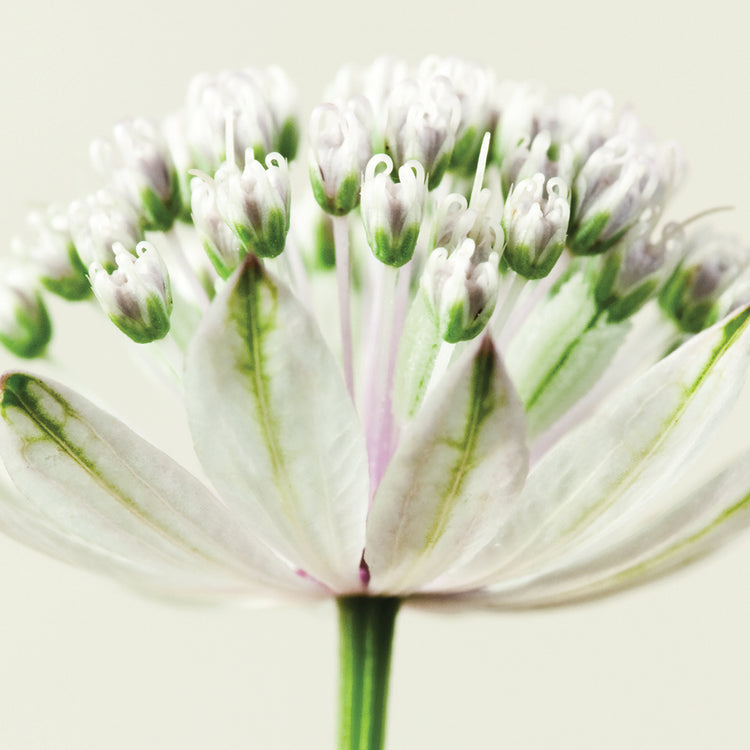 Interesting Astrantia Flower