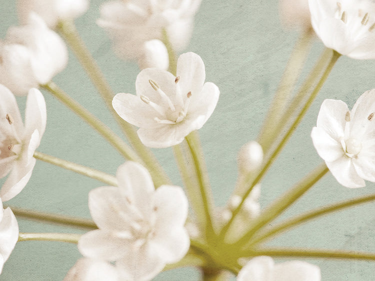 Pequeñas flores blancas en el arte de la lona azul