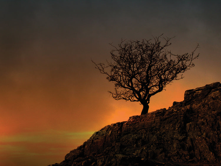 Árbol solitario en el arte de la lona de la puesta del sol