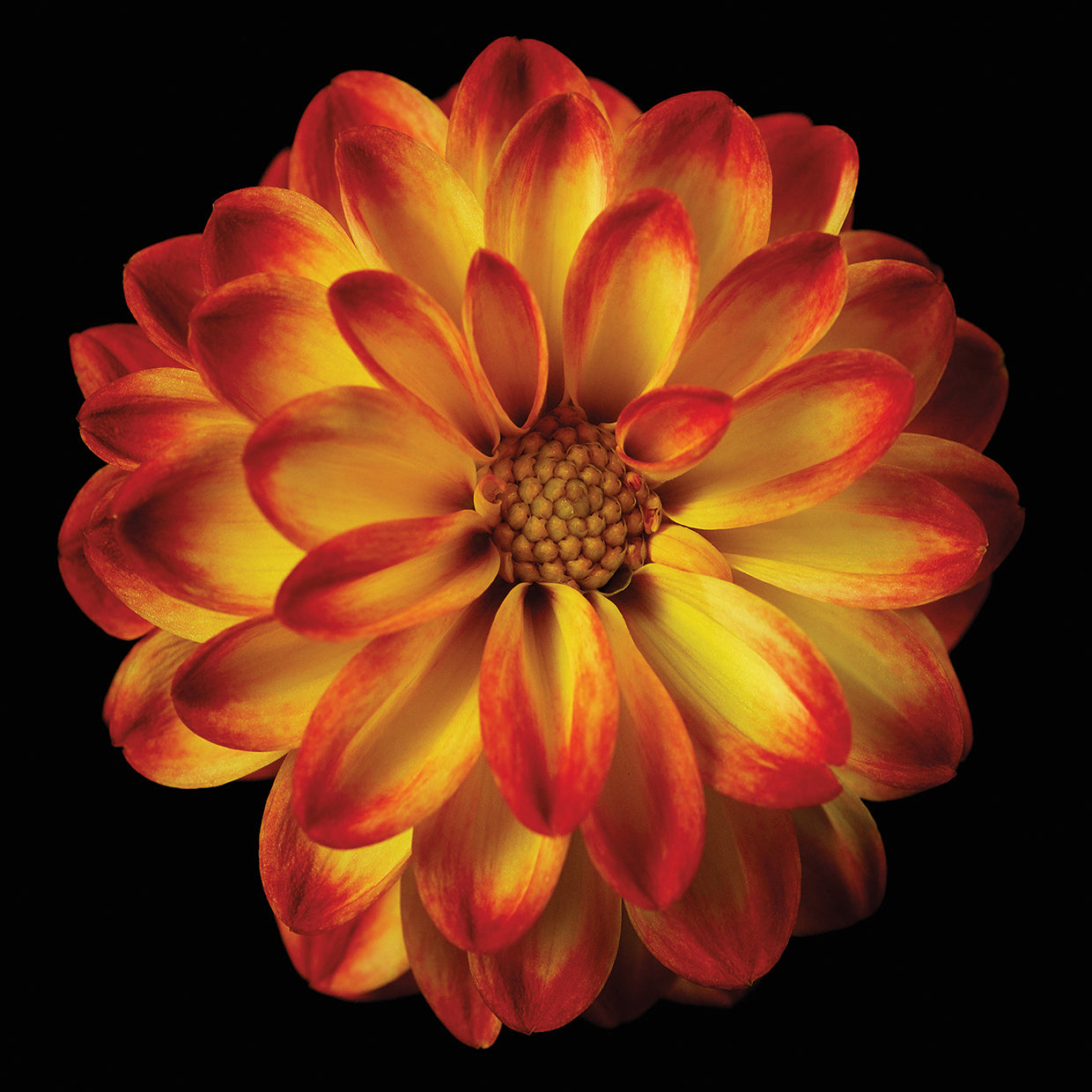 Orange Dahlia on Black 01