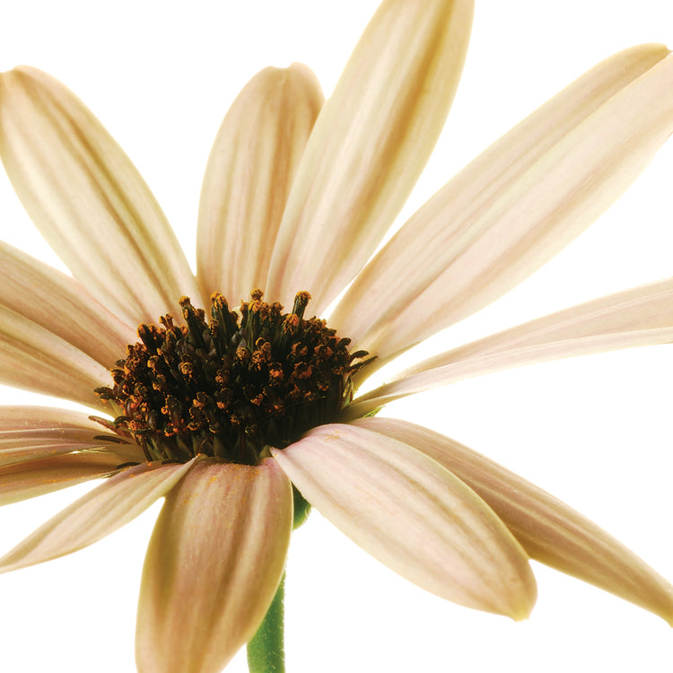 Osteospurmum on White 01