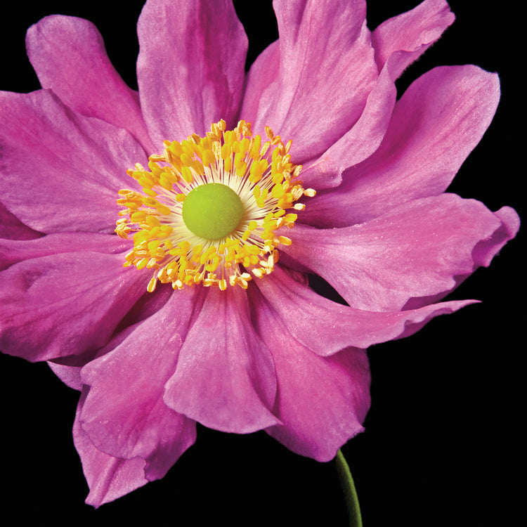 Pink Flower on Black 01