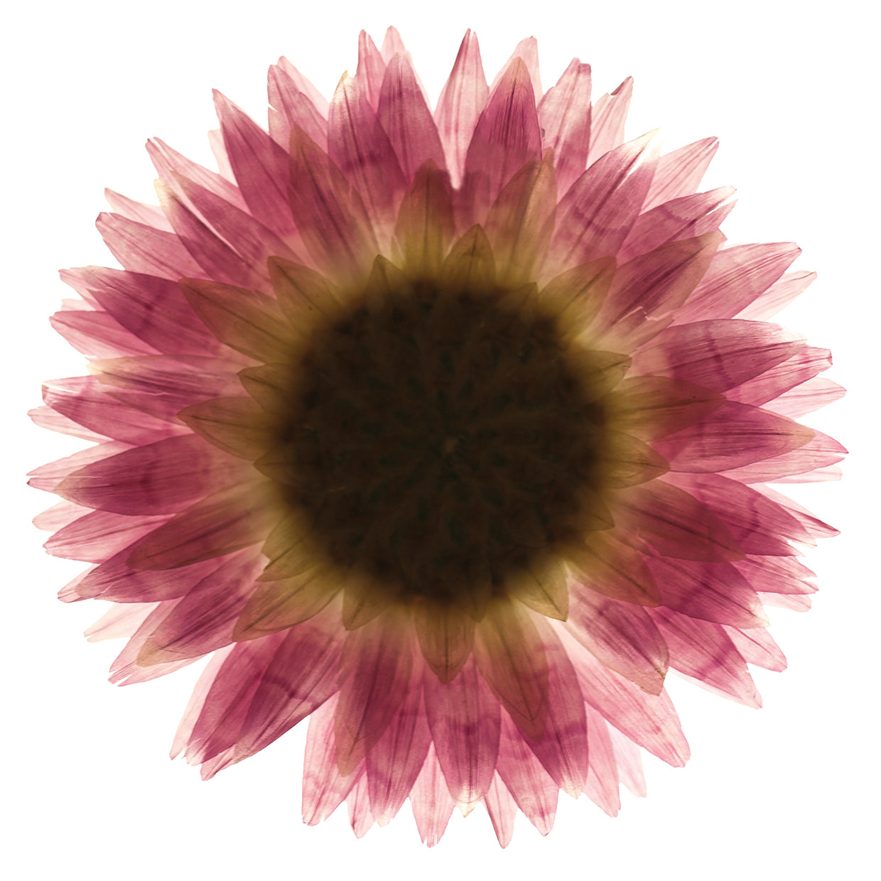 Pink Flower on White 01