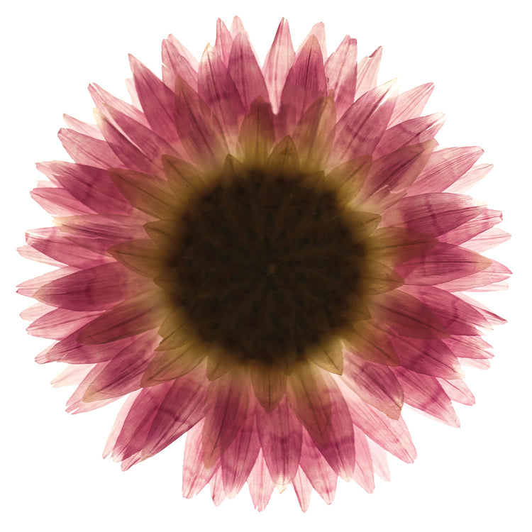 Flor rosa sobre lienzo blanco 01