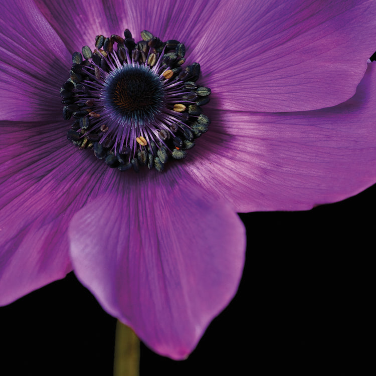 Flor morada sobre lienzo negro 04