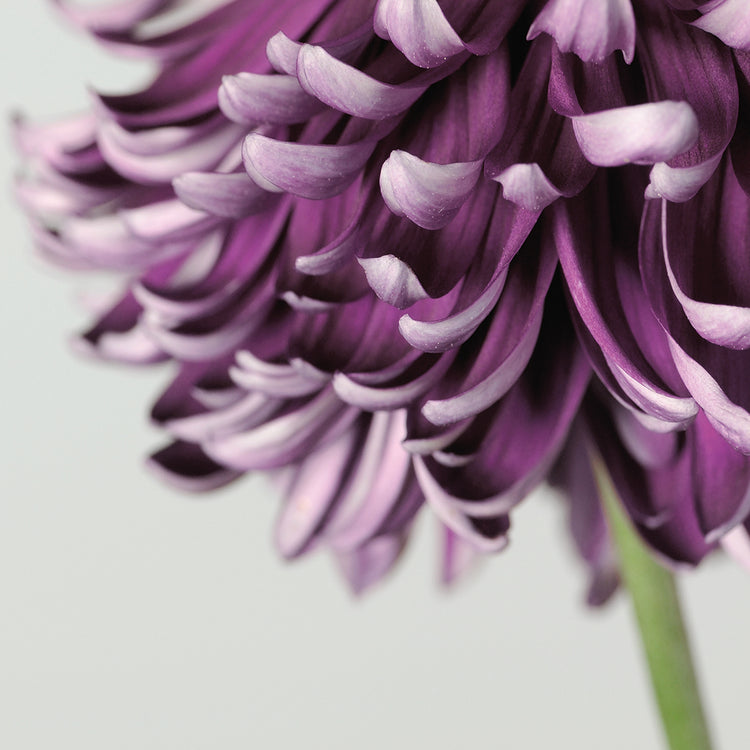 Purple Flower on Grey
