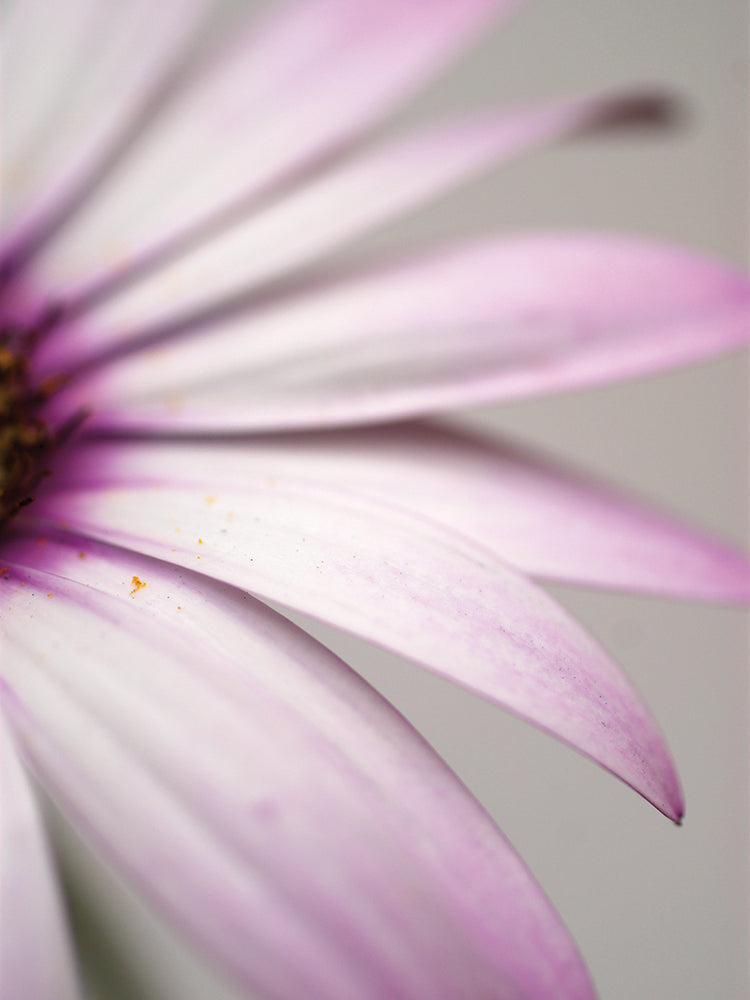 Purple Osteospurmum Gray