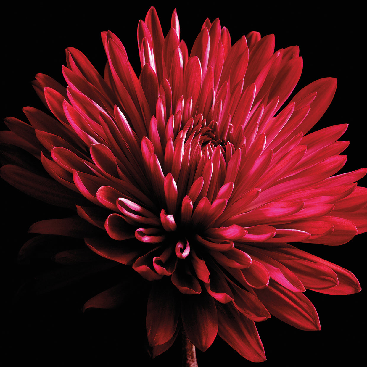Red Chrysanthemum on Black