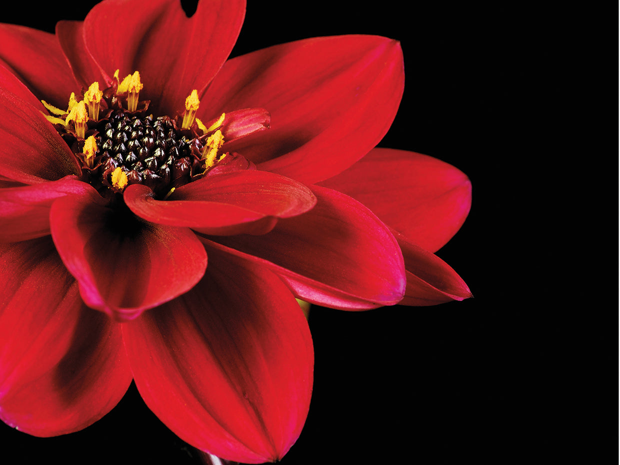 Red Flower on Black 02