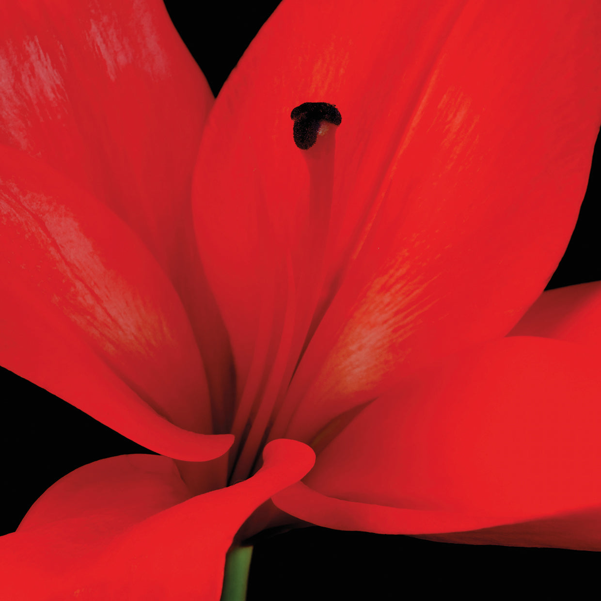 Red Flower on Black 03