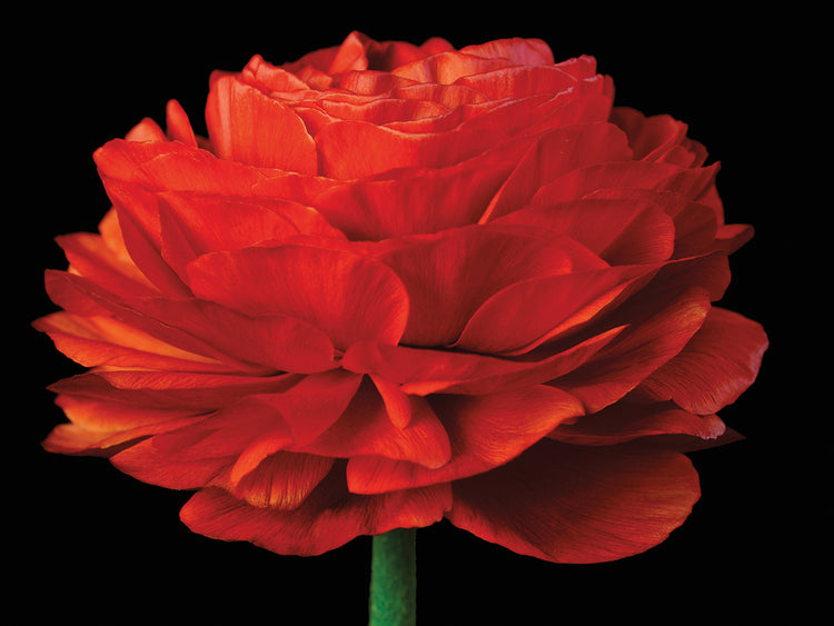 Red Flower on Black 04