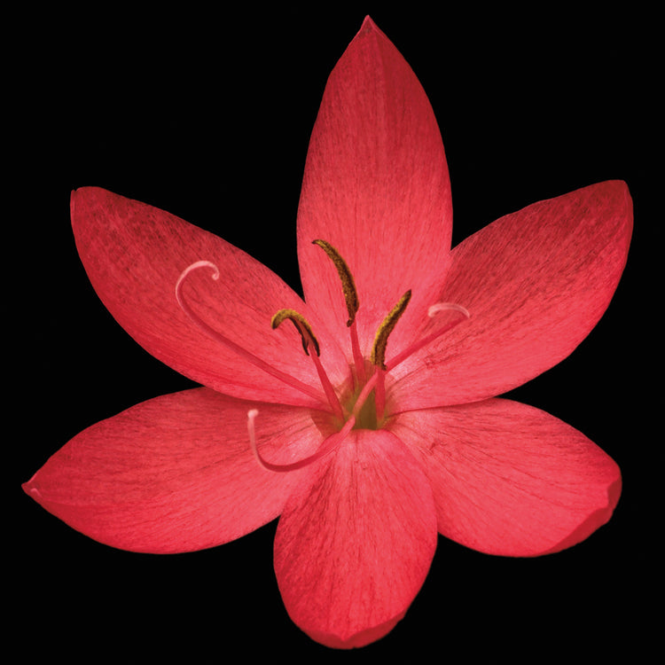 Red Flower on Black 06