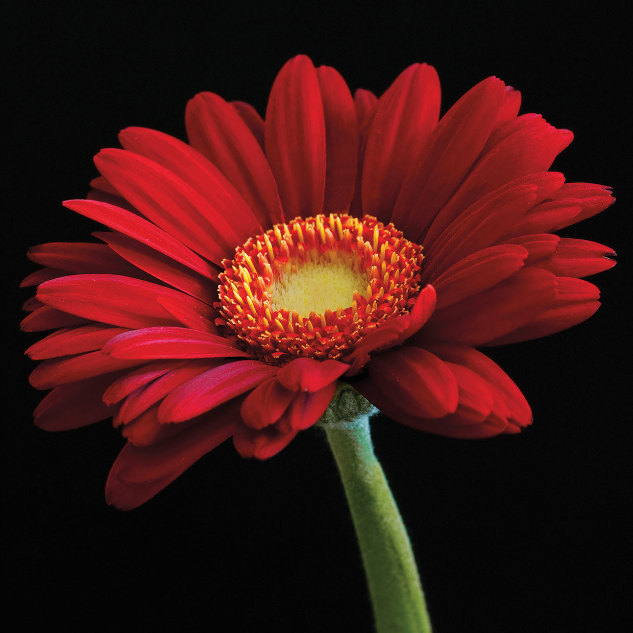Red Gerbera on Black 01