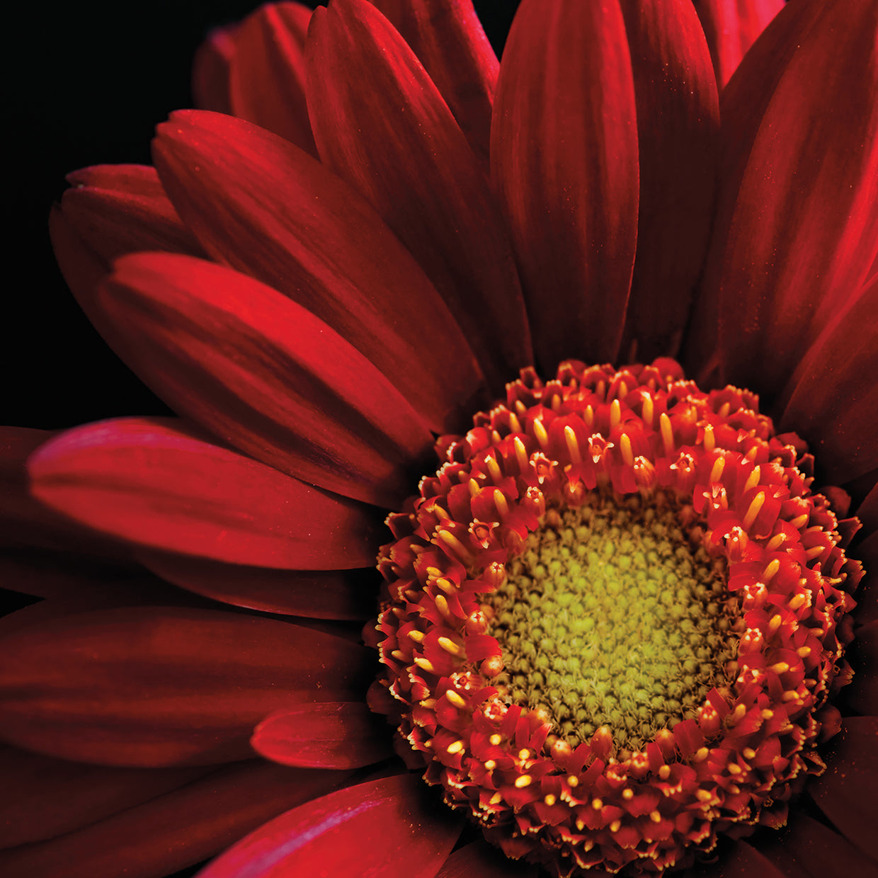 Red Gerbera on Black 02