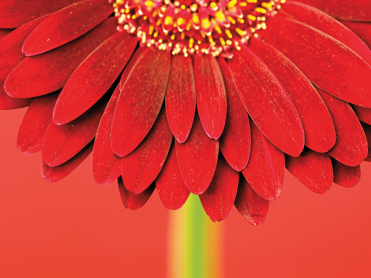 Red Gerbera on Red 04