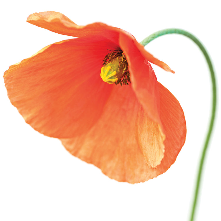 Red Poppy On White 01