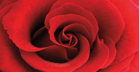 Red Rose 03 Canvas Art