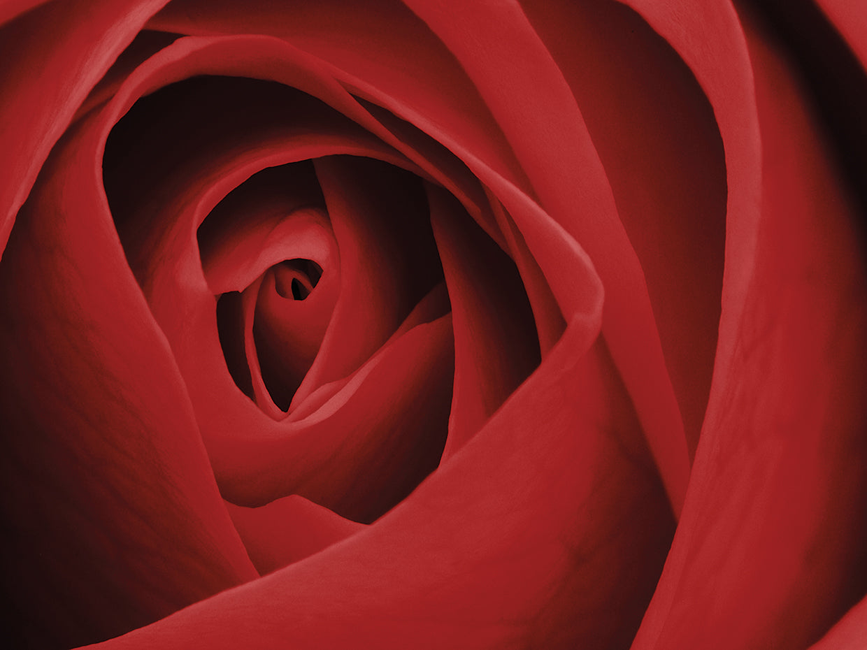 Red Rose