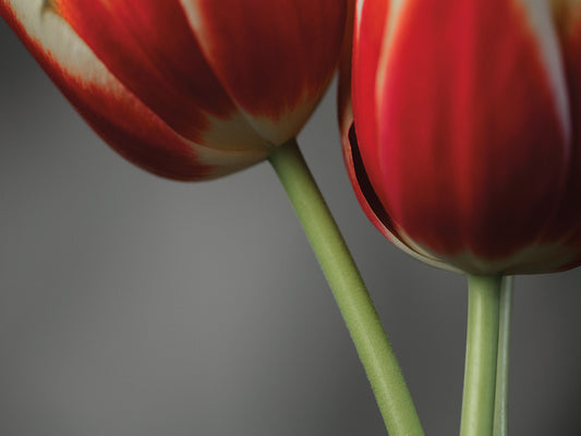 Red Tulips On Grey 02 Canvas Art