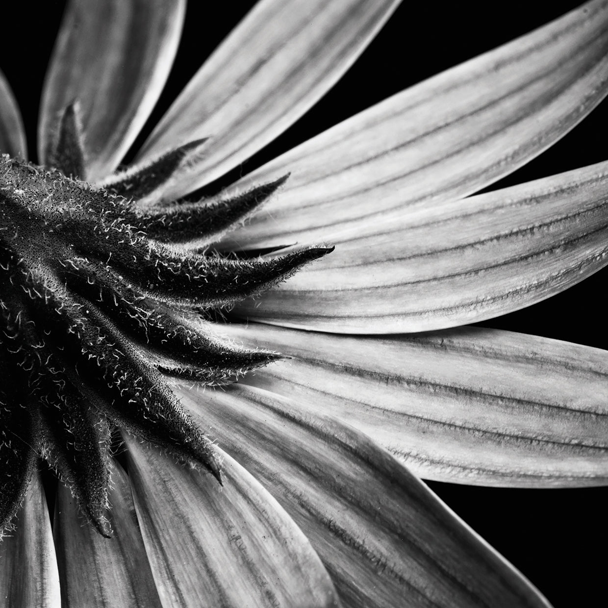 Reverse Of Flower Bw