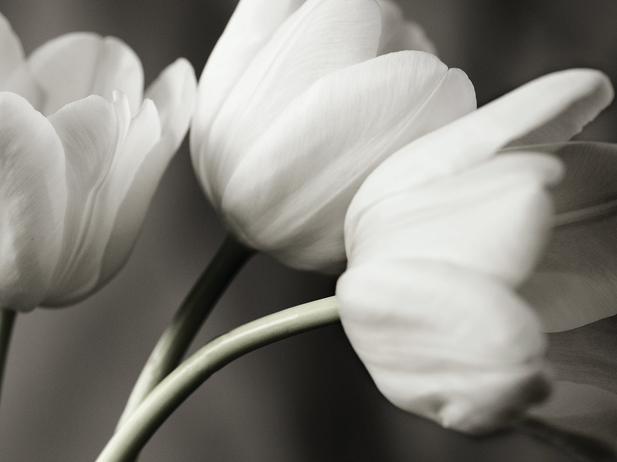 Row Of Bw Tulips