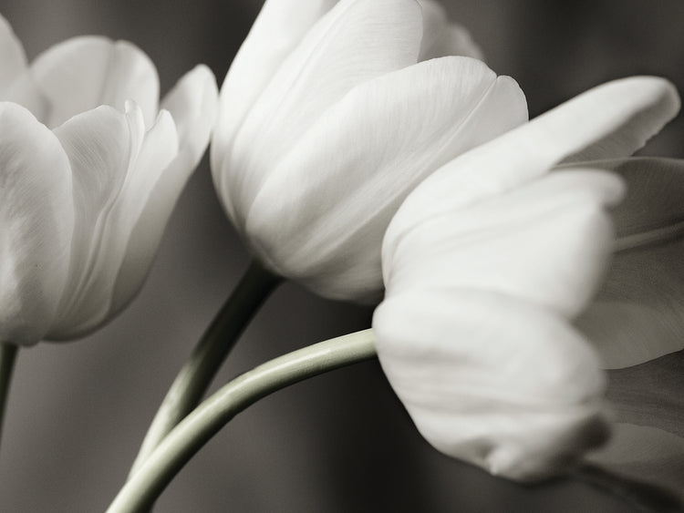 Arte de la lona de la fila de los tulipanes de Bw