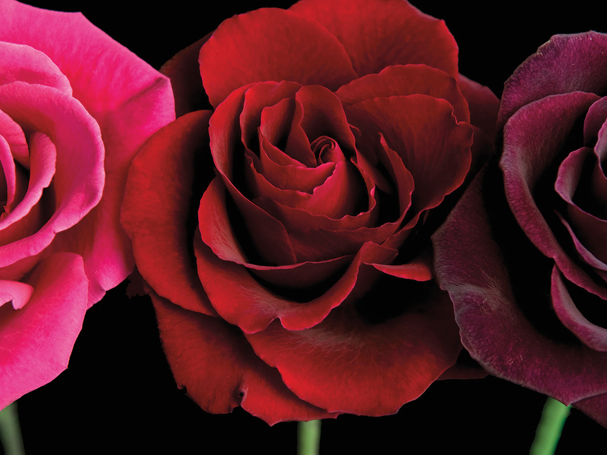 Row Of Roses On Black