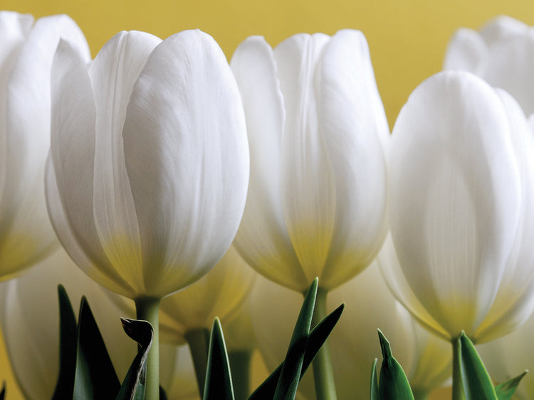 Fila de tulipanes blancos sobre lienzo amarillo