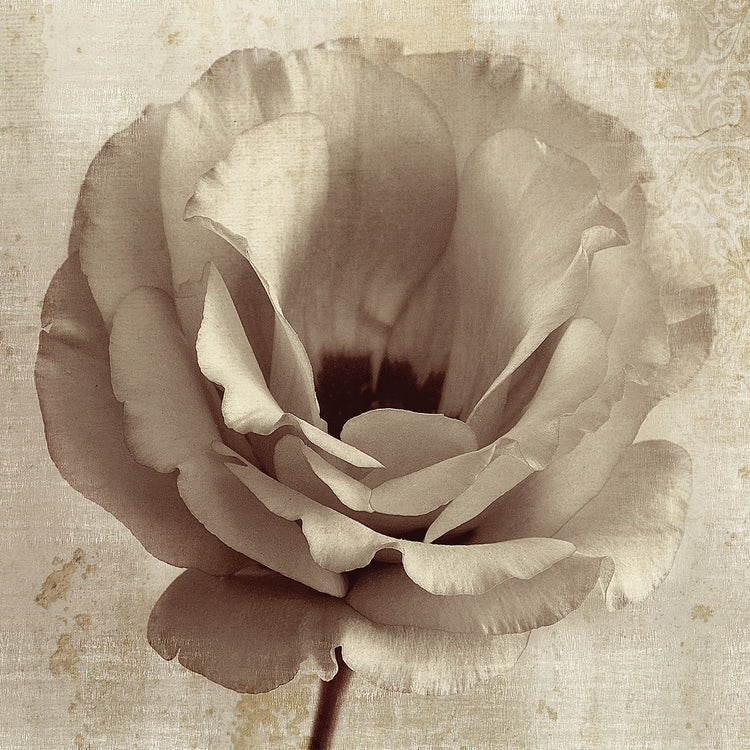 Sepia Flower on Sepia 02