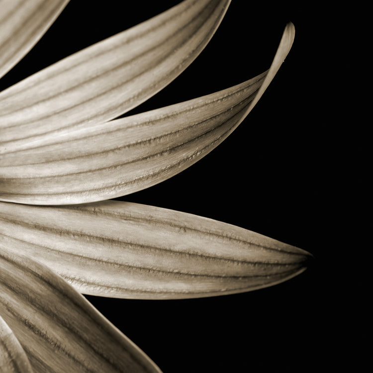 Sepia Petals on Black