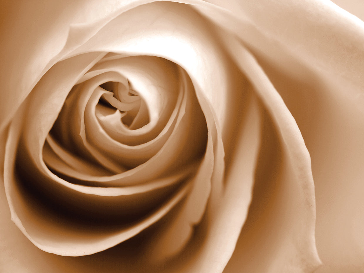 Sepia Rose 01