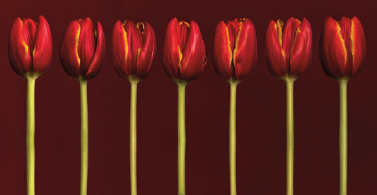 Seven Tulips in a Row Canvas Art