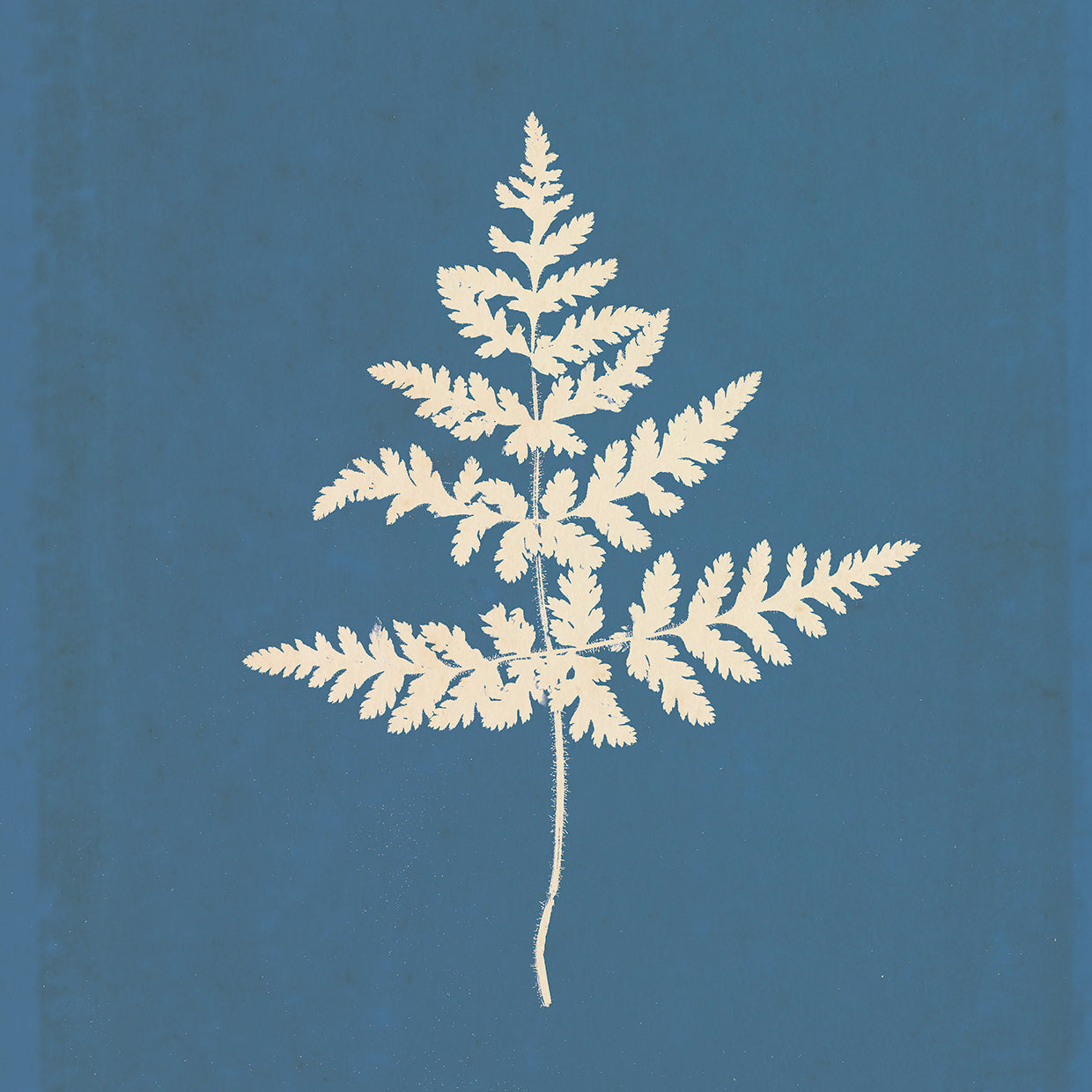 White Leaf on Blue 01