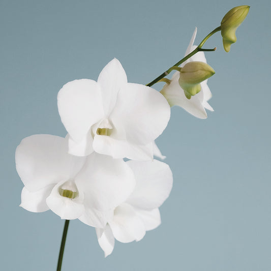 White Orchid on Blue 01 Canvas Art