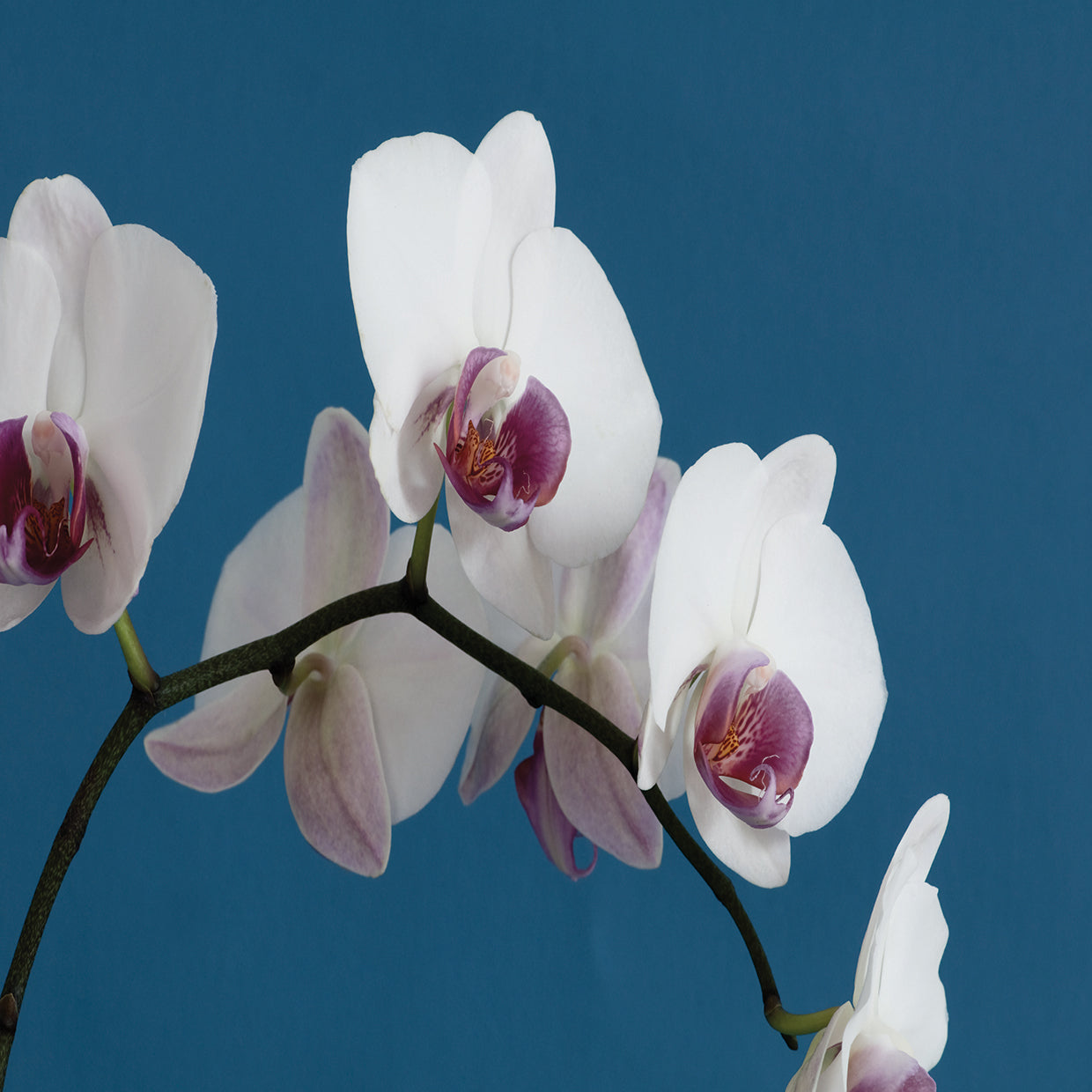 White Orchids on Blue