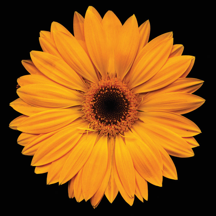 Yellow Flower on Black