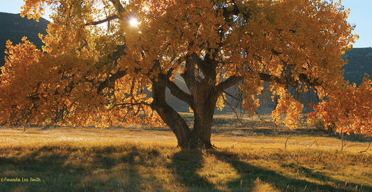 Boxelder Autumn Tree
