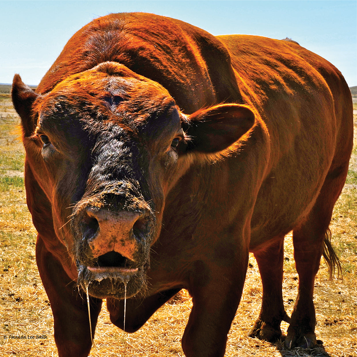 Up Close and Personal