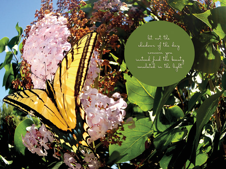 Junes Yellow Monarch