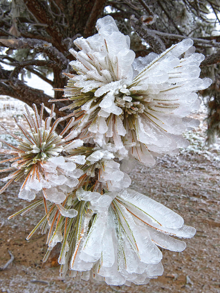 Arte de lienzo de agujas de pino y hielo