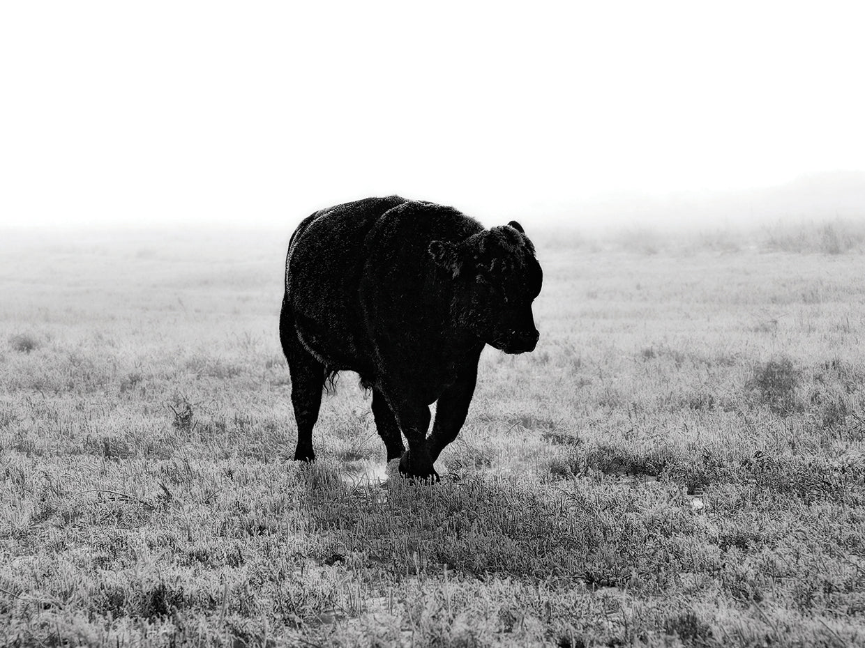 Toro después de la tormenta de hielo arte de la lona