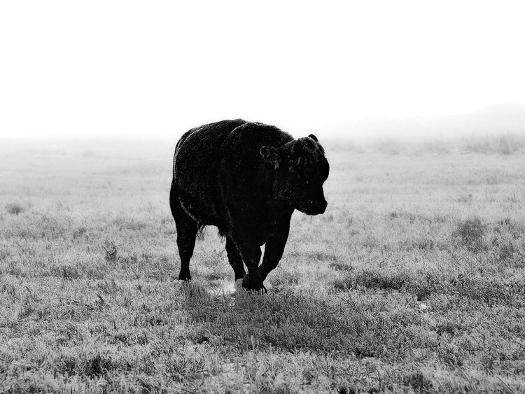 Toro después de la tormenta de hielo arte de la lona