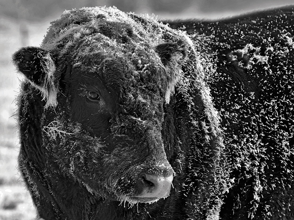 Snow Covered Ice Bull